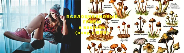 сатива Вязьма