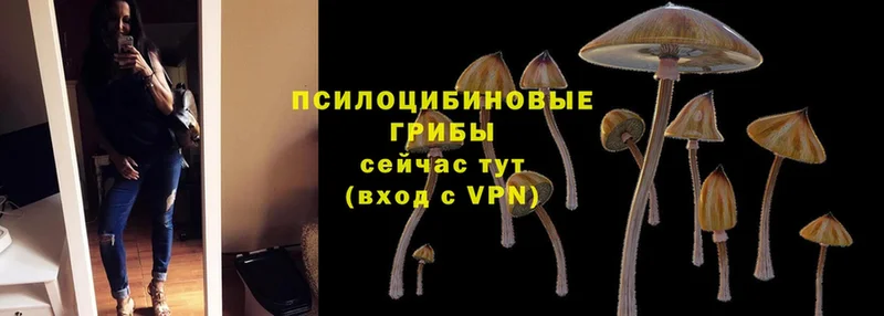 MEGA ссылка  Дивногорск  Псилоцибиновые грибы MAGIC MUSHROOMS  где можно купить наркотик 